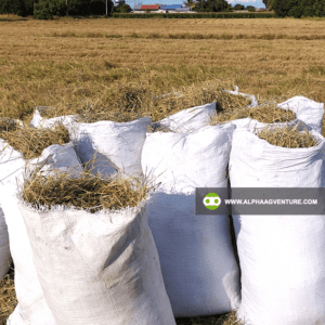 Buy Rice Straw or Dayami for Sale from Alpha Agventure Farms