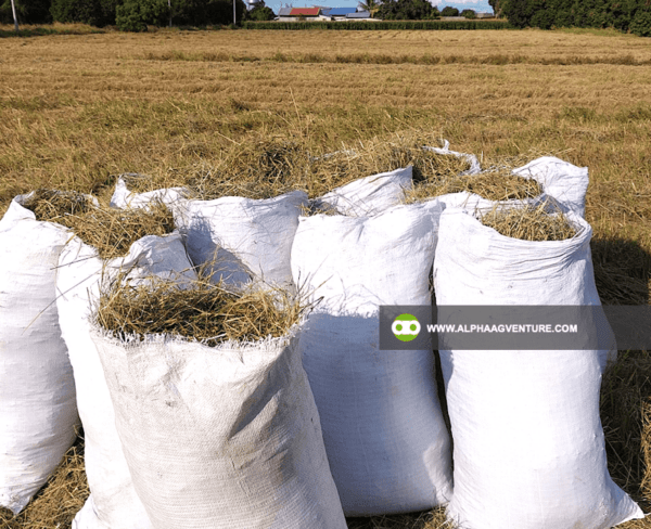 Buy Rice Straw or Dayami for Sale from Alpha Agventure Farms