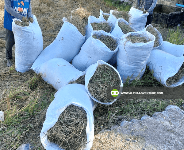 Buy Rice Straw or Dayami for Sale from Alpha Agventure Farms