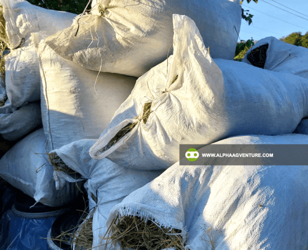 Buy Rice Straw or Dayami for Sale from Alpha Agventure Farms