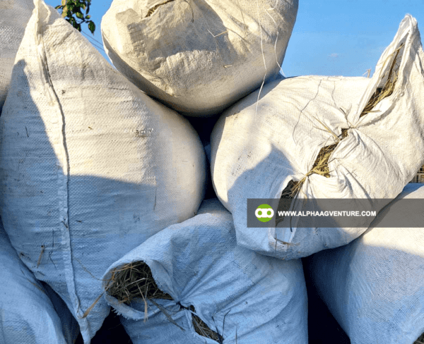 Buy Rice Straw or Dayami for Sale from Alpha Agventure Farms