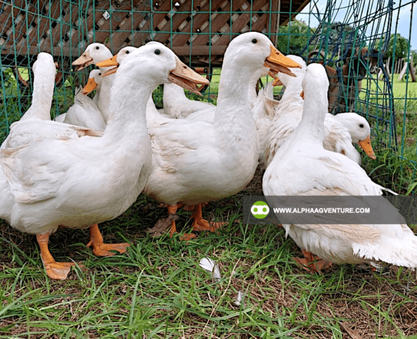 Pekin Duck Farming Seminar by Alpha Agventure Farms