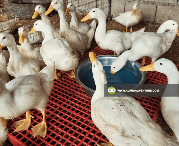 Pekin Duck Farming Seminar by Alpha Agventure Farms