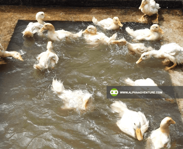 Pekin Duck Farming Seminar by Alpha Agventure Farms