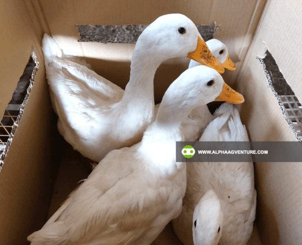 Pekin Duck Farming Seminar by Alpha Agventure Farms