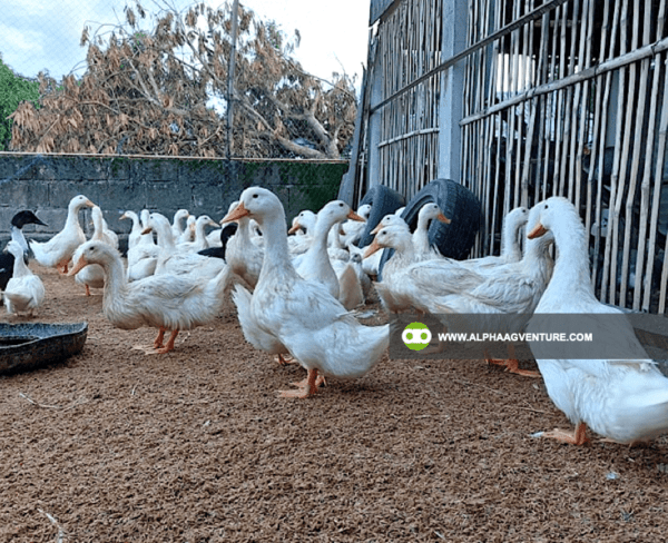 Pekin Duck Farming Seminar by Alpha Agventure Farms