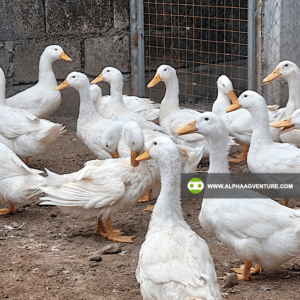 Pekin Duck Farming Seminar by Alpha Agventure Farms