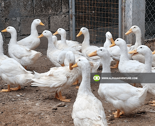 Pekin Duck Farming Seminar by Alpha Agventure Farms