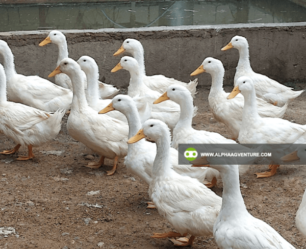 Pekin Duck Farming Seminar by Alpha Agventure Farms