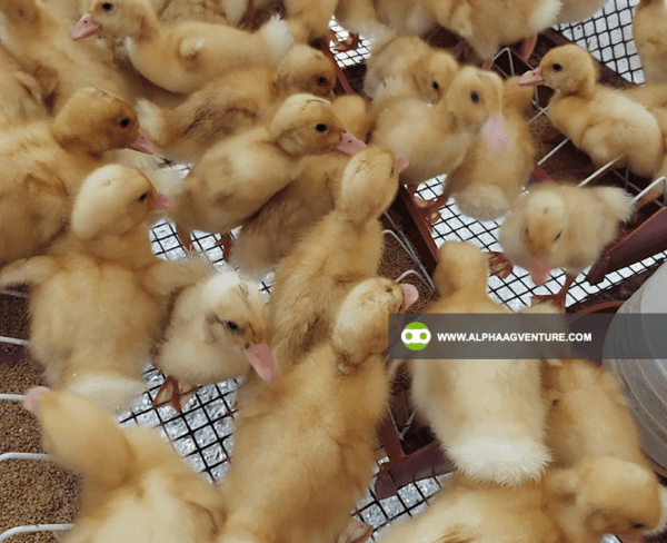 Pekin Duck Farming Seminar by Alpha Agventure Farms