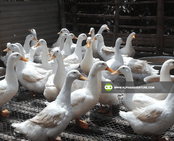 Pekin Duck Farming Seminar by Alpha Agventure Farms