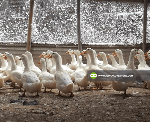 Pekin Duck Farming Seminar by Alpha Agventure Farms