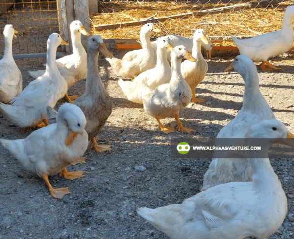 Pekin Duck Farming Seminar by Alpha Agventure Farms