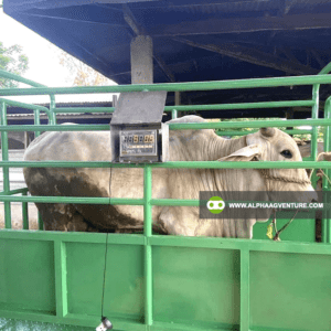 Buy Digital Cattle Scale for Sale from Alpha Agventure Farms