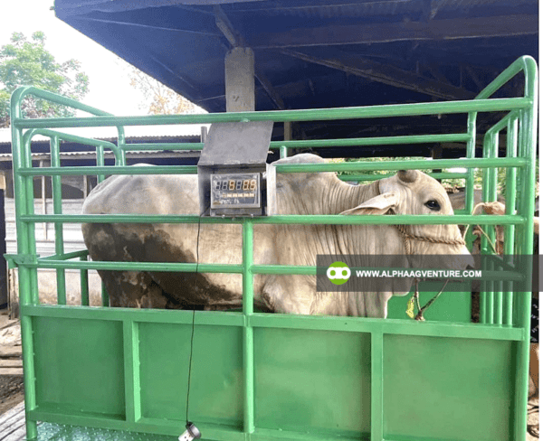 Buy Digital Cattle Scale for Sale from Alpha Agventure Farms