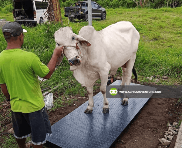 Digital Cattle Weighing Scale - Image 2