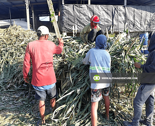 Farm Staff Finder Service by Alpha Agventure Farms