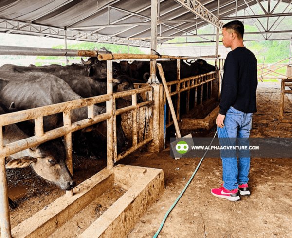 Farm Staff Finder Service by Alpha Agventure Farms