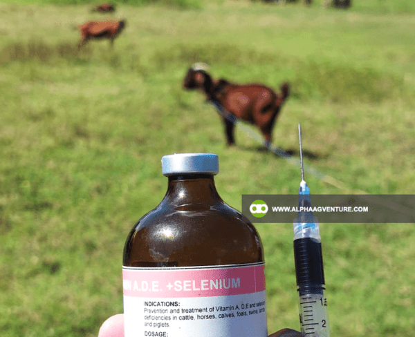 Goat Health Care Service by Alpha Agventure Farms