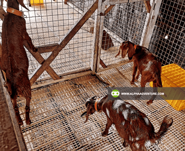 Goat Health Care Service by Alpha Agventure Farms